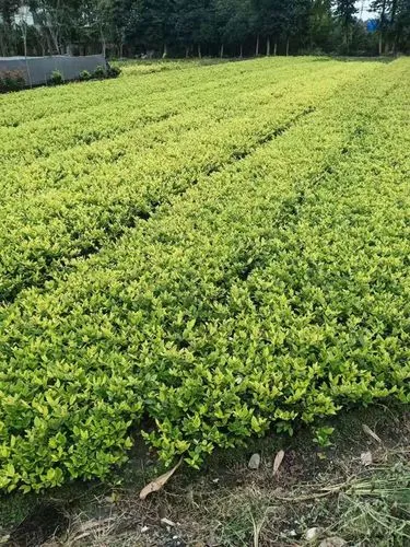 mile米乐m6官网：网球拍电脑拉线怎么调松紧